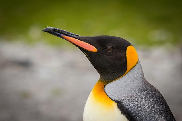043 Zuid-Georgie, Fortuna Bay, koningspinguin.jpg
